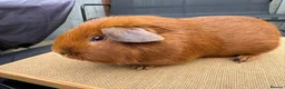 Guinea Pig rodents for sale: Pink eyed golden male in Fordingbridge - Advert 2