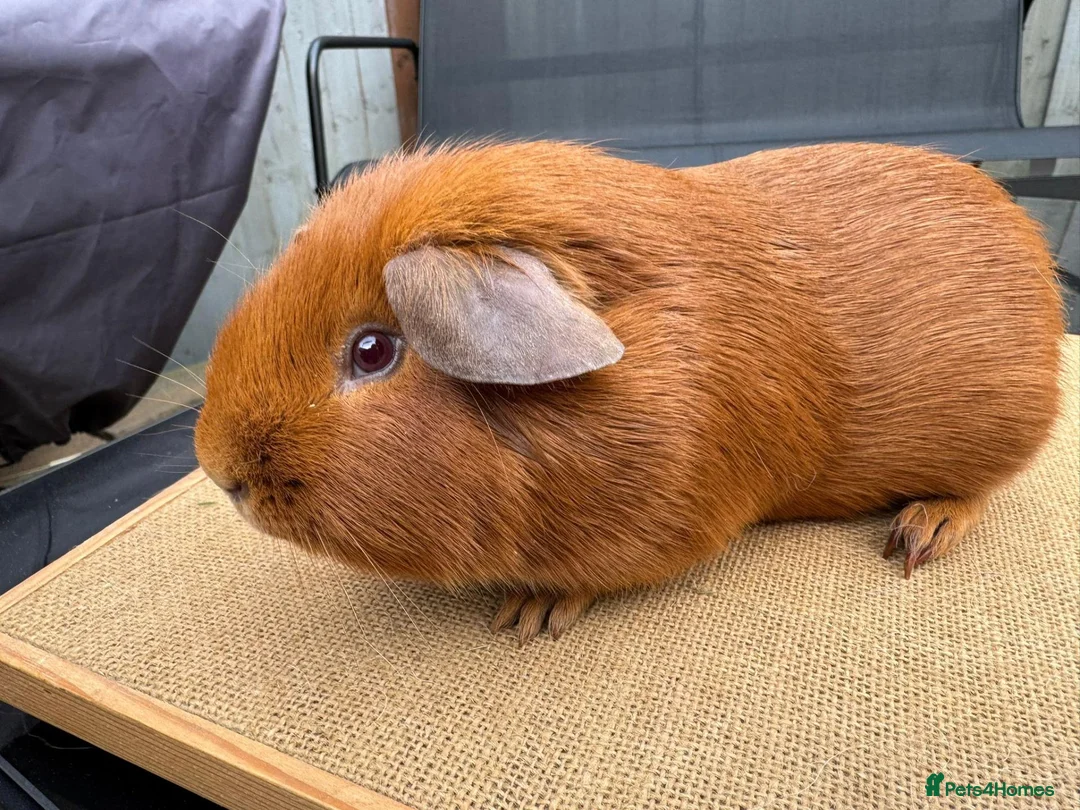 Guinea Pig rodents for sale: Pink eyed golden male in Fordingbridge - Advert 2