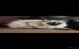 Ragdoll cats for sale: Lovely ragdoll kittens for sale  - Image 11