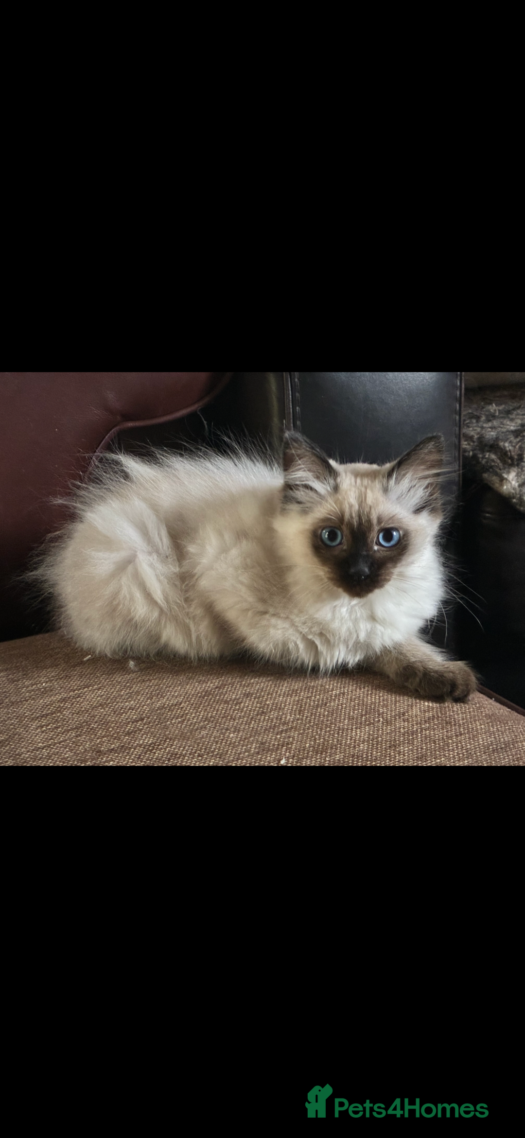 Ragdoll cats for sale: Lovely ragdoll kittens for sale  - Image 11