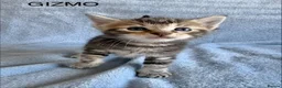 Maine Coon cats for sale: 1/2 Maine Coon Fluffy Tabby Kittens!  - Advert 10