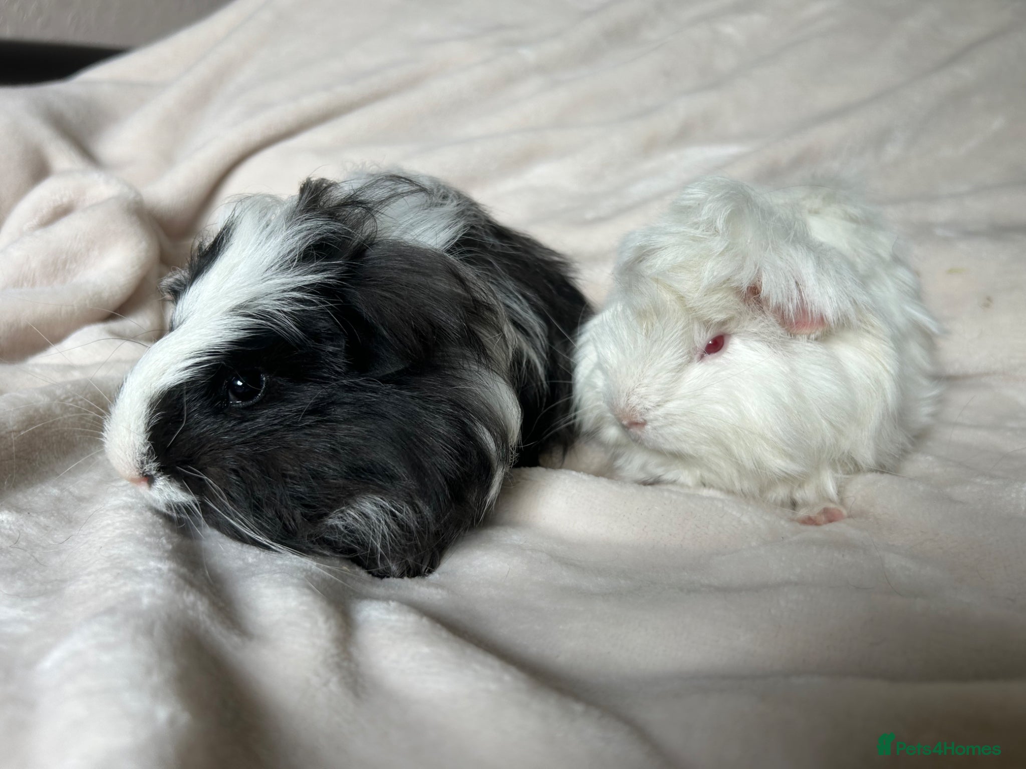 Guinea Pig rodents Baby Guinea pigs  - Advert 2