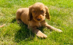 Cocker Spaniel dogs for sale: 1 Simply gorgeous Male Cocker Spaniel left 🐶⭐️🐶 - Image 7