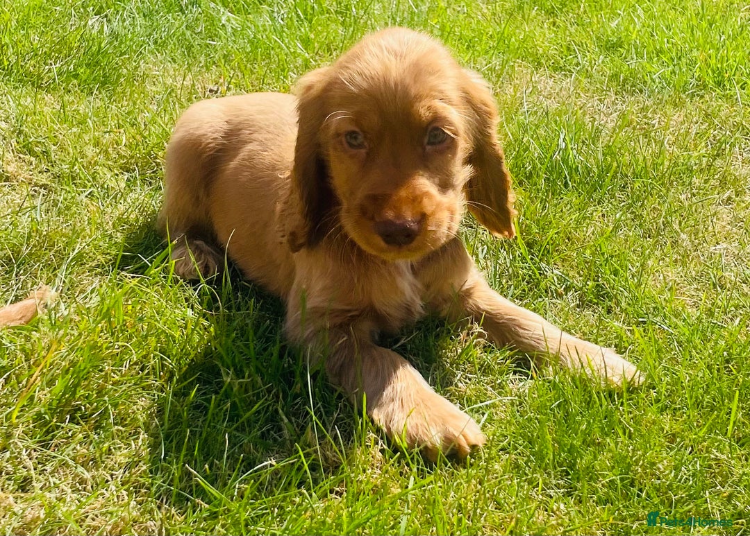 Cocker Spaniel dogs for sale: 1 Simply gorgeous Male Cocker Spaniel left 🐶⭐️🐶 - Image 7