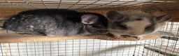 Chinchilla rodents for sale: Pair of chinchillas - Advert 2