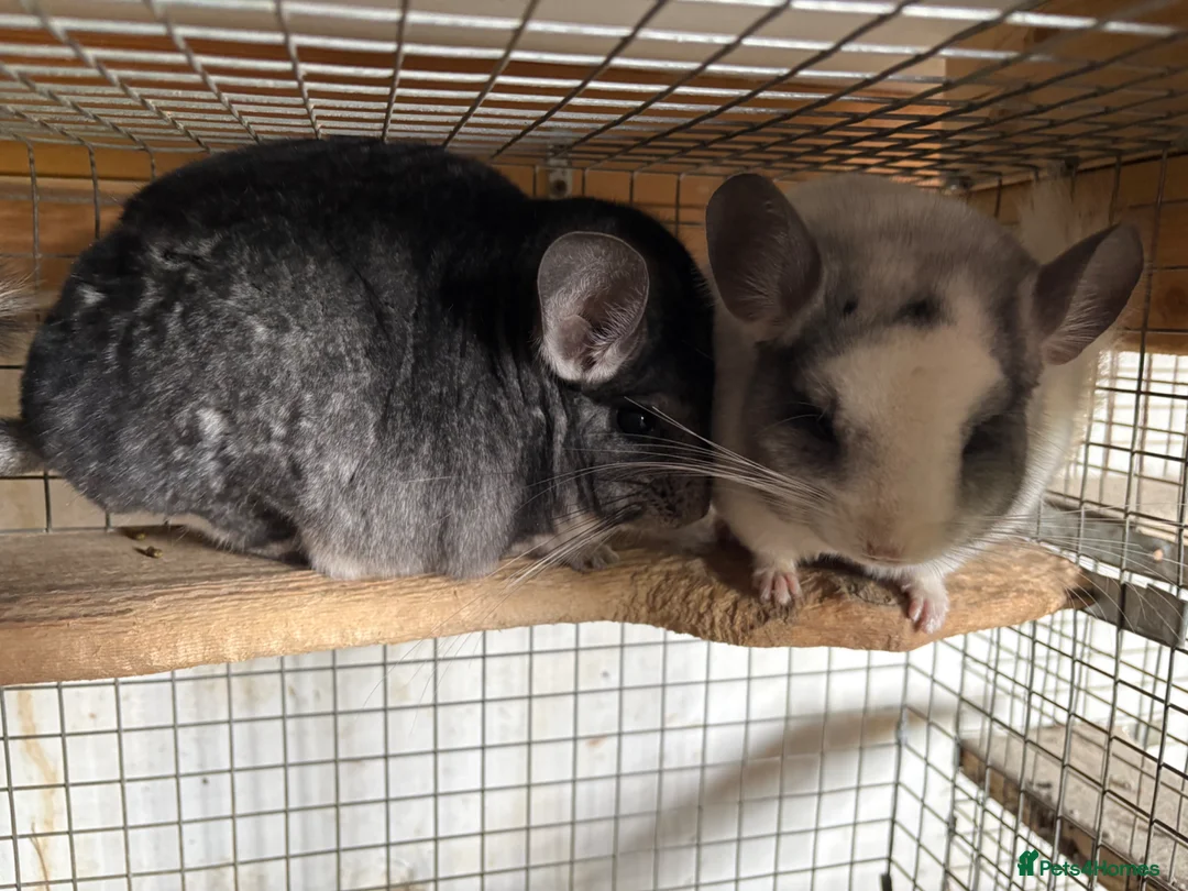 Chinchilla rodents for sale: Pair of chinchillas - Advert 2