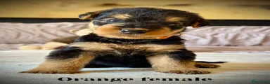 Airedale Terrier 6 reserved 