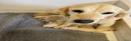 Golden Retriever dogs for sale: Kennel Club Health Tested Golden Retriever Puppies - Advert 32