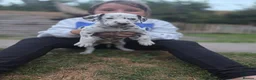 Dalmatian dogs for sale: LIVER AND BLACK DALMATIAN PUPPYS - Advert 6