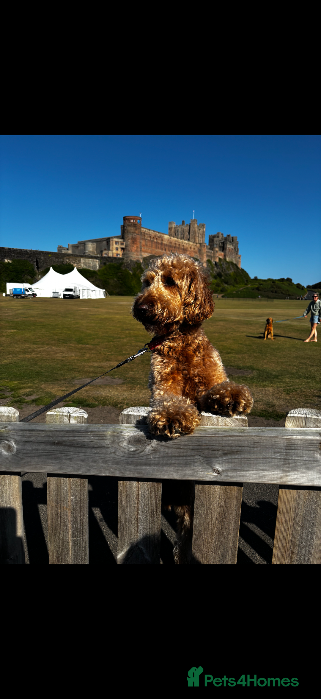 Goldendoodle dogs for stud: Goldendoodle for stud  - Image 4
