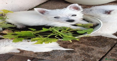 West Highland Terrier dogs - Advert 4
