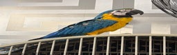 Parrots birds for sale: BABY 16 WEEKS OLD BLUE AND GOLD MACAW - Advert 2