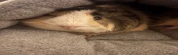 Guinea Pig rodents for sale: Guinea Pigs looking for new home - Advert 3