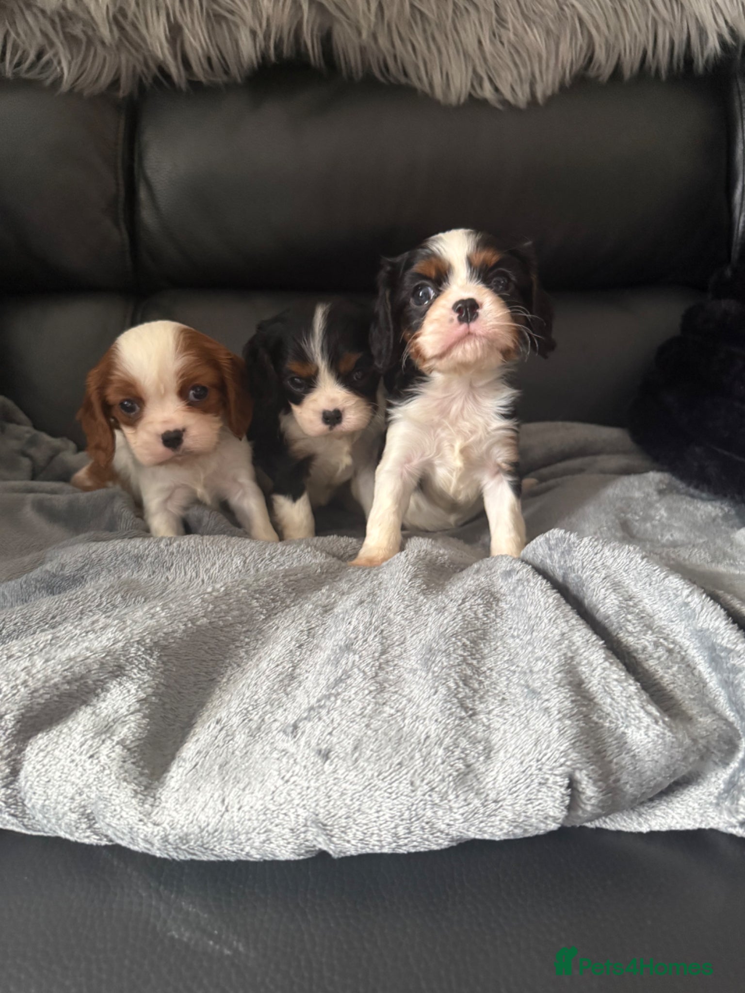 Cavalier King Charles Spaniel dogs Kc cavalier puppies dna clear  - Advert 1