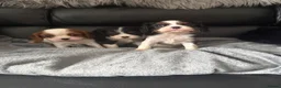 Cavalier King Charles Spaniel dogs for sale: Kc cavalier puppies dna clear  - Advert 1
