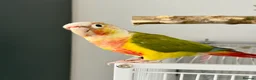 Conures birds for sale: 🦜 Two Beautiful Pineapple Conure  🦜 - Advert 3