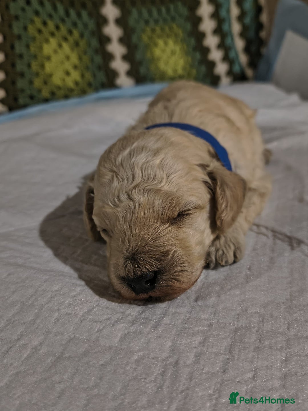Mixed Breed dogs for sale: Toy poodle pups - Advert 4