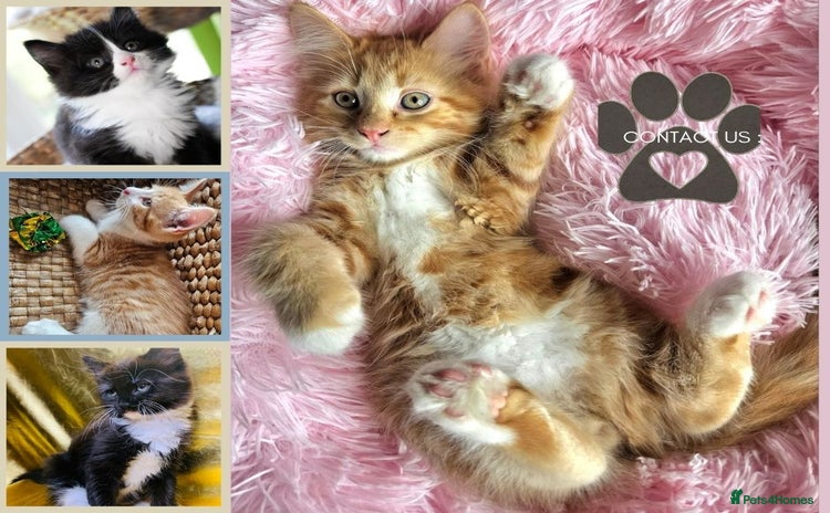 Mixed Breed cats - Advert 7
