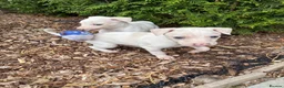 Italian Greyhound dogs for sale: Italian greyhound puppies  - Advert 8
