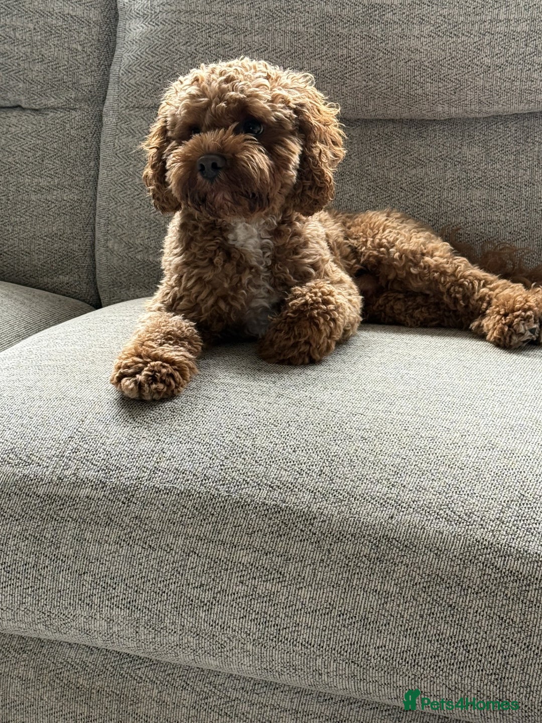 Cavapoo dogs for sale: F2 Cavapoo Puppies - Advert 10