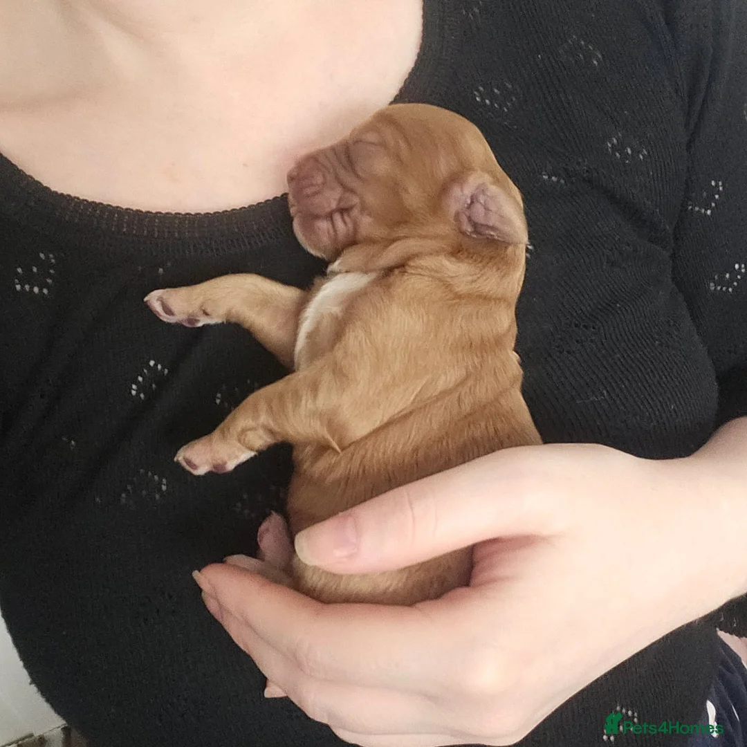 Toy Poodle dogs for stud: ‘Teddy’ KC Registered/Health tested Toy Stud in Wigan - Advert 39