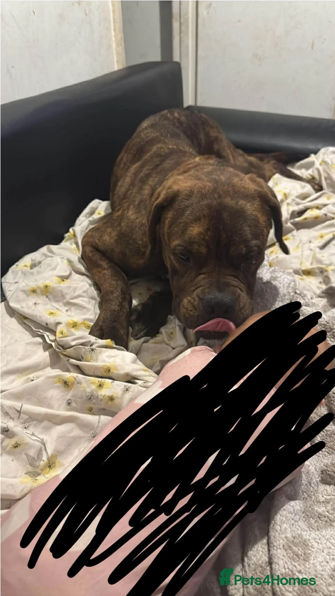 Bullmastiff dogs for sale: 2 beautiful mastiff cross bordos in Newark - Advert 2