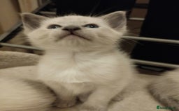 Siamese cats for sale: Absolutely EXCEPTIONAL Snow Kittens - Image 7
