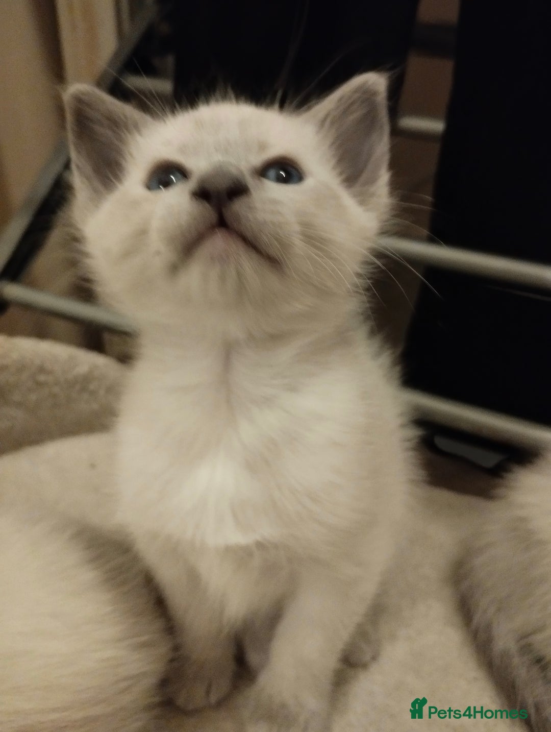 Siamese cats for sale: Absolutely EXCEPTIONAL Snow Kittens - Image 7