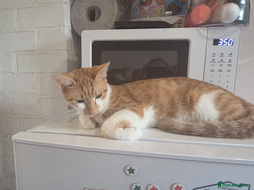 British Shorthair cats for sale: 2 ginger tabby boy kittens  in South Molton - Advert 1