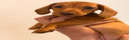 Dachshund dogs for sale: Miniature dachshund dapple boy and caramel girl - Advert 14