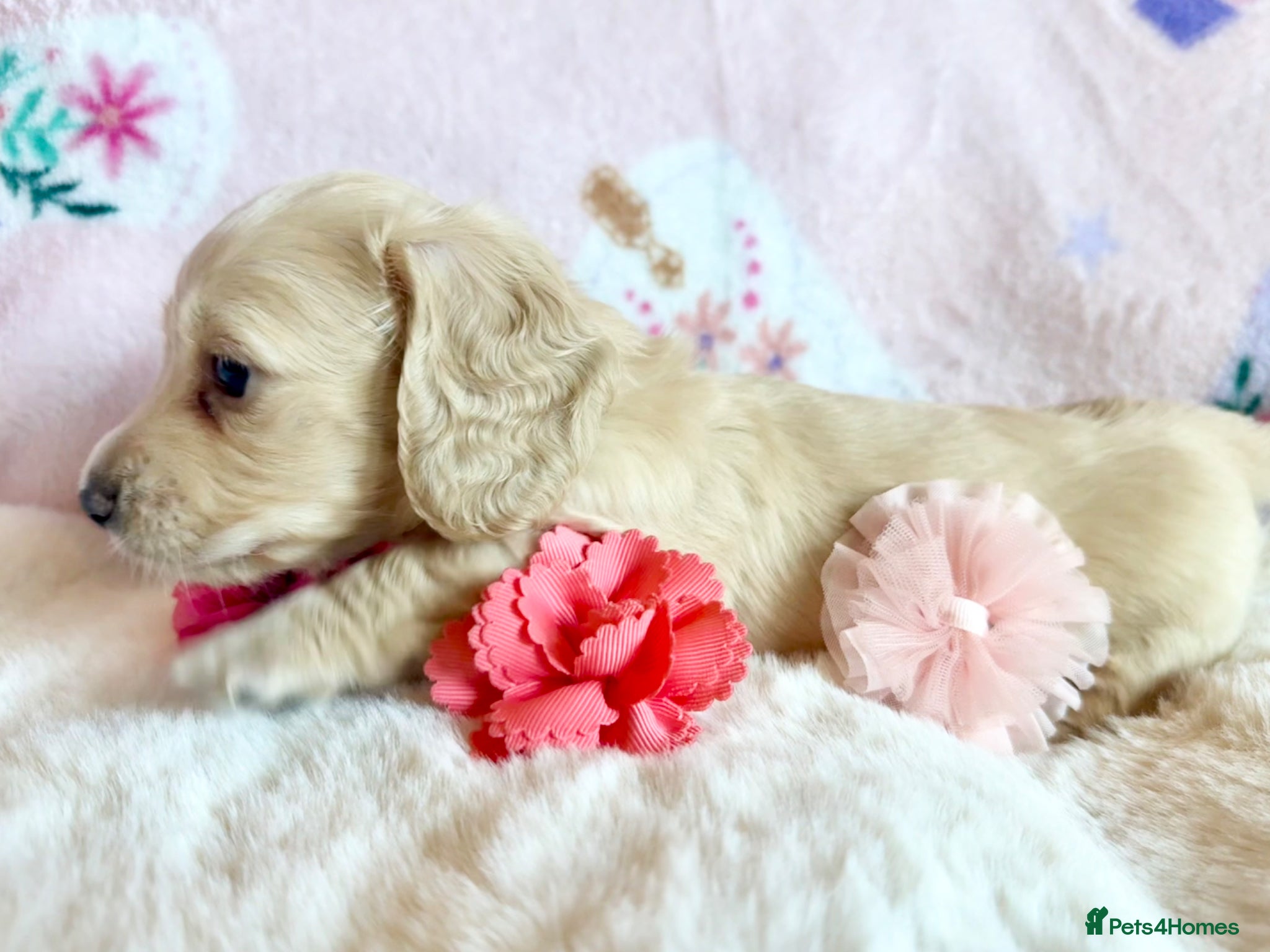 Miniature Dachshund dogs White/light cream tiny miniature dachshunds - Advert 2