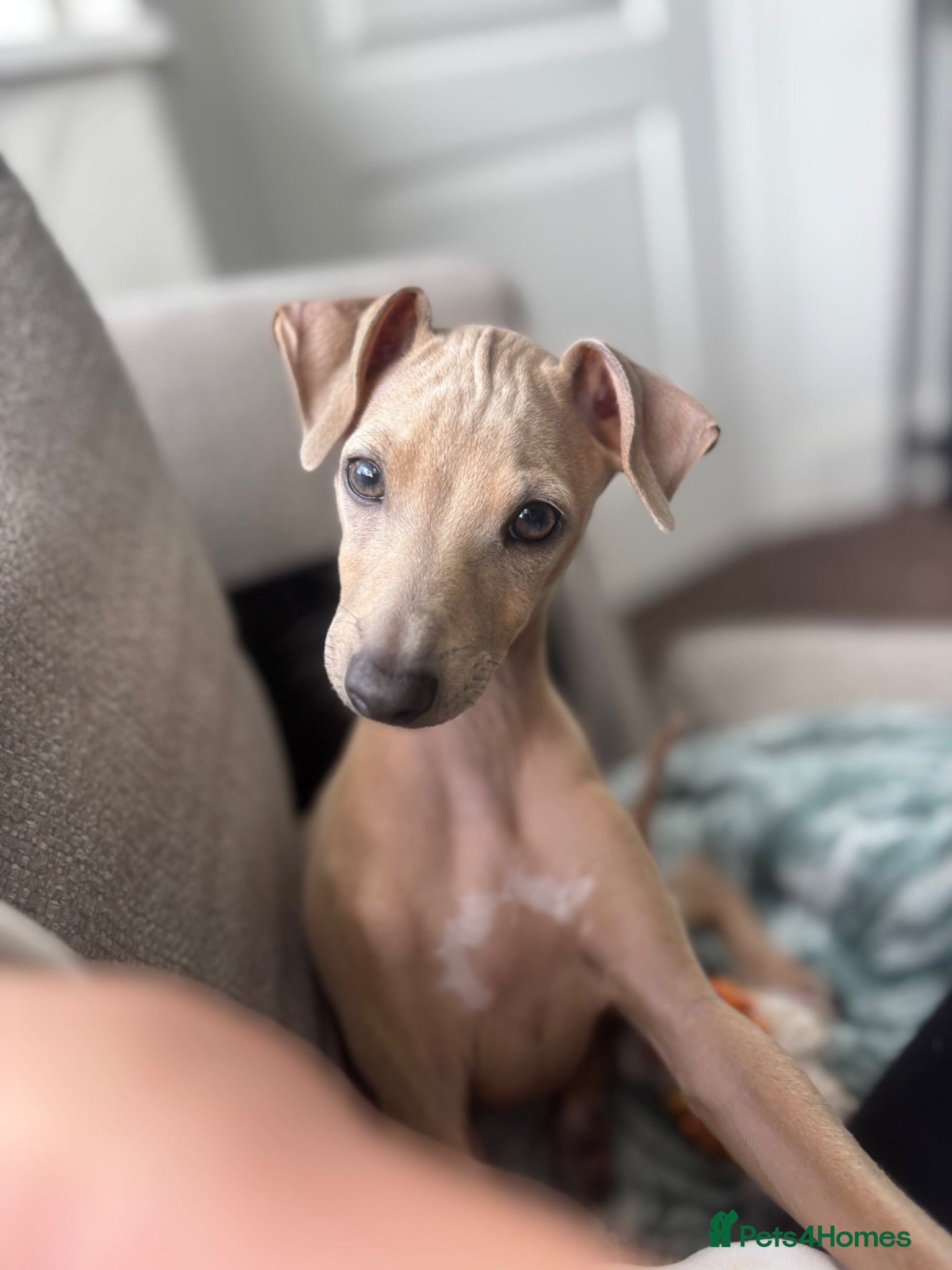 Italian Greyhound dogs for sale: Male Italian greyhound puppy in Shrewsbury - Advert 1
