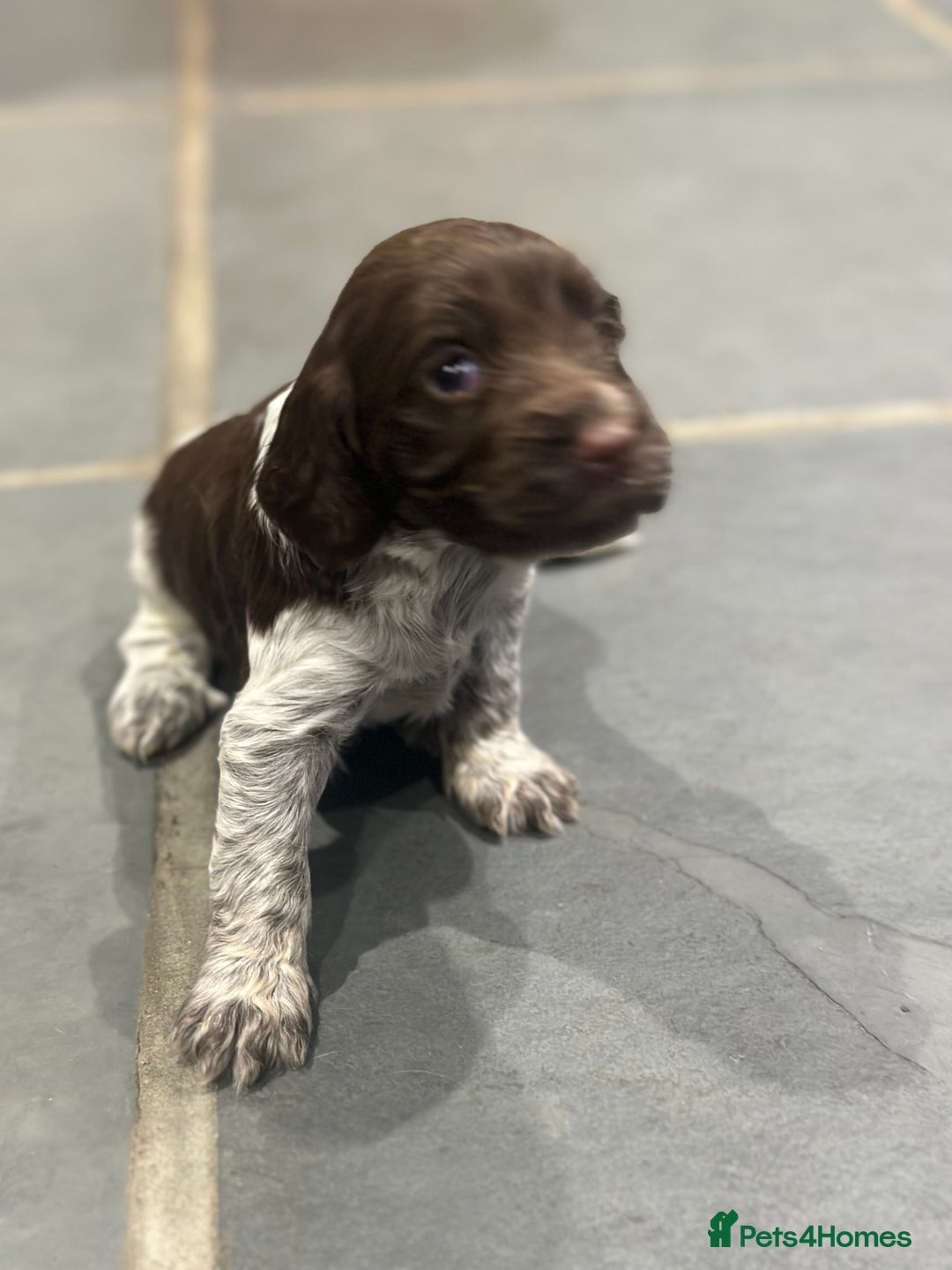 Sprocker dogs for sale: Beautiful sprockers  - Image 36