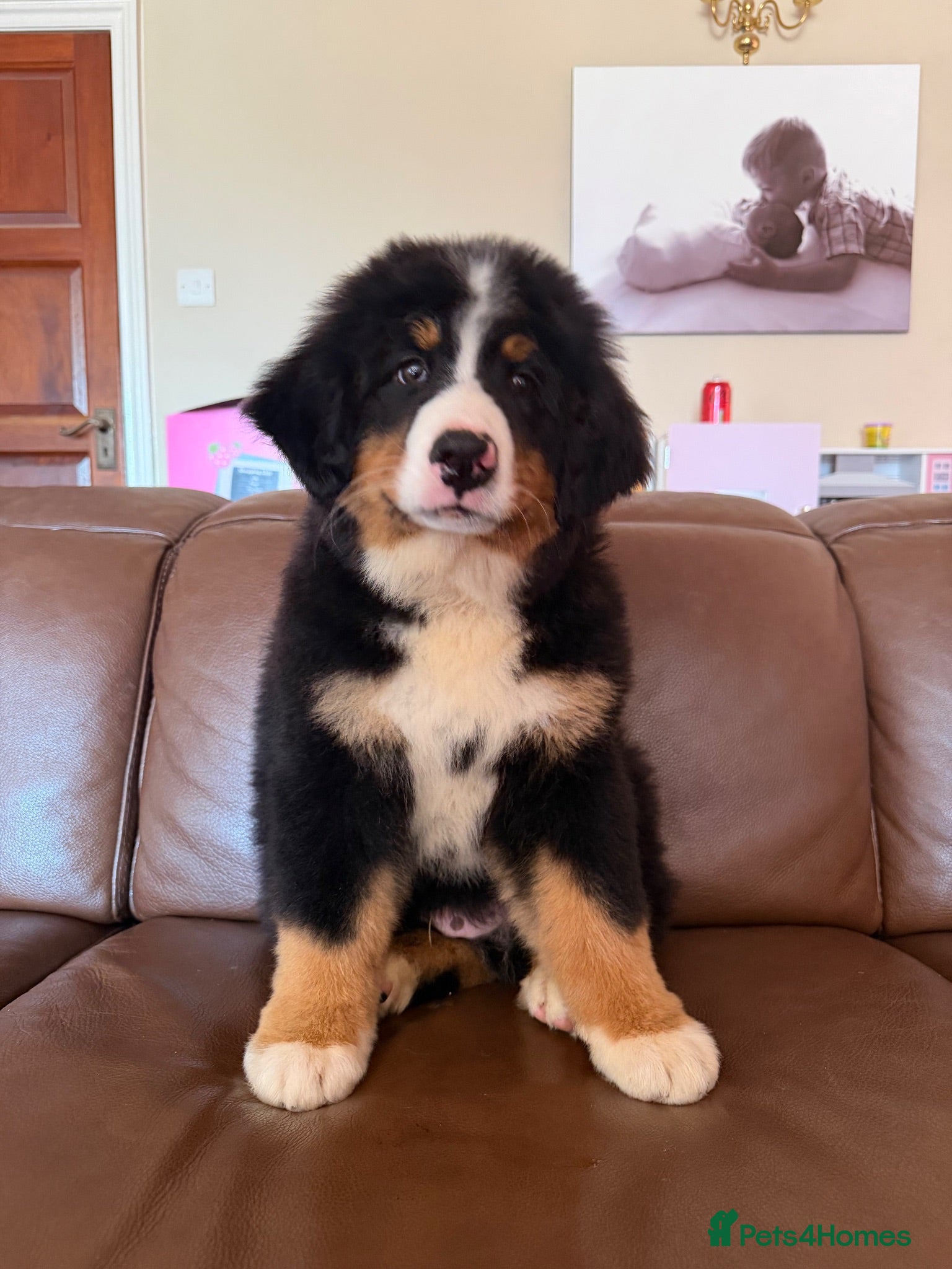 Bernese Mountain Dog dogs  Bernese mountain dog puppies READY NOW - Advert 2