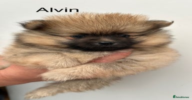 Pomeranian dogs - Advert 3