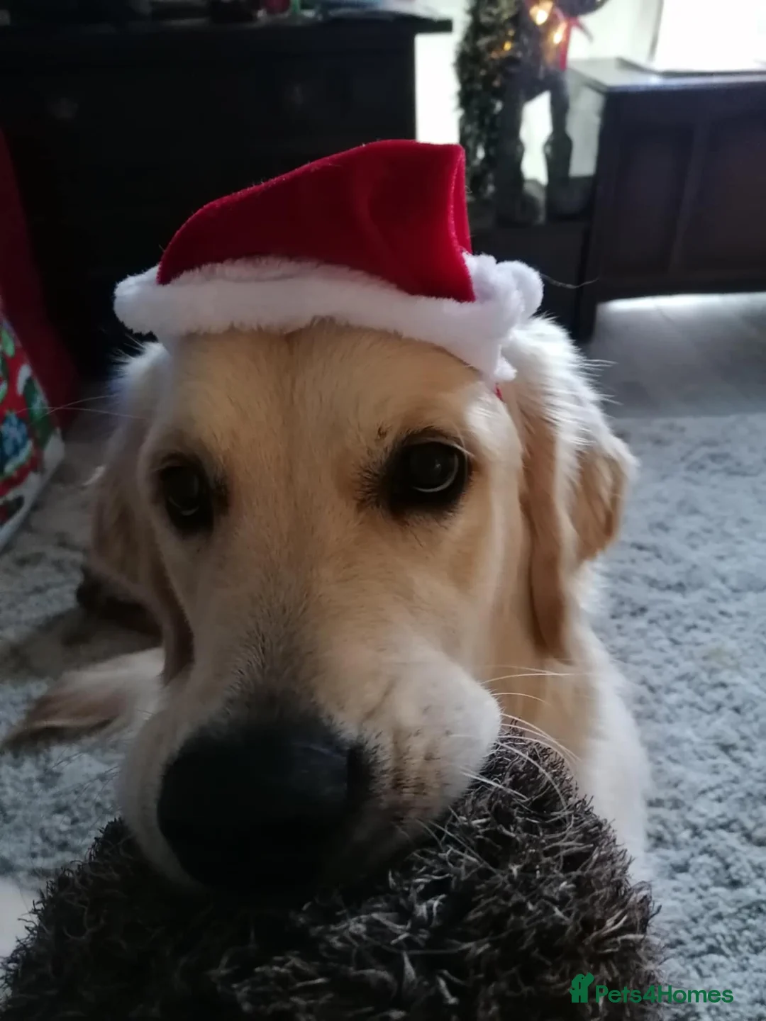 Golden Retriever dogs for sale: Beautiful male golden retriever  - Advert 2