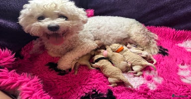 Cavapoo dogs ❤️ F1 Poochons fully health tested parents 🥰 - Advert 12