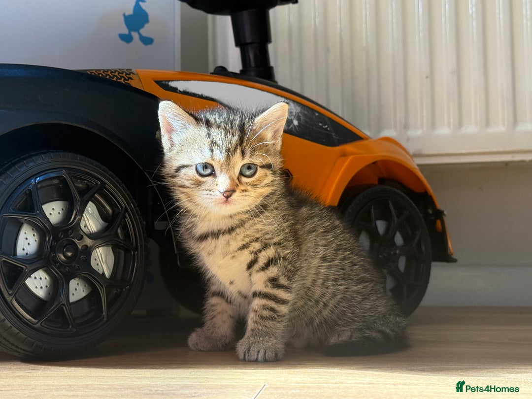 Mixed Breed cats for sale: Kittens for sale  - Image 5