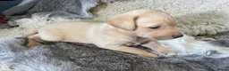 Labrador Retriever dogs for sale: 3 Stunning KC Reg Male Pups, Health Tested Parents - Advert 4