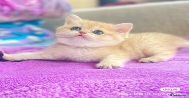 British Shorthair cats - Advert 7