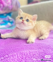 British Shorthair cats - Advert 7