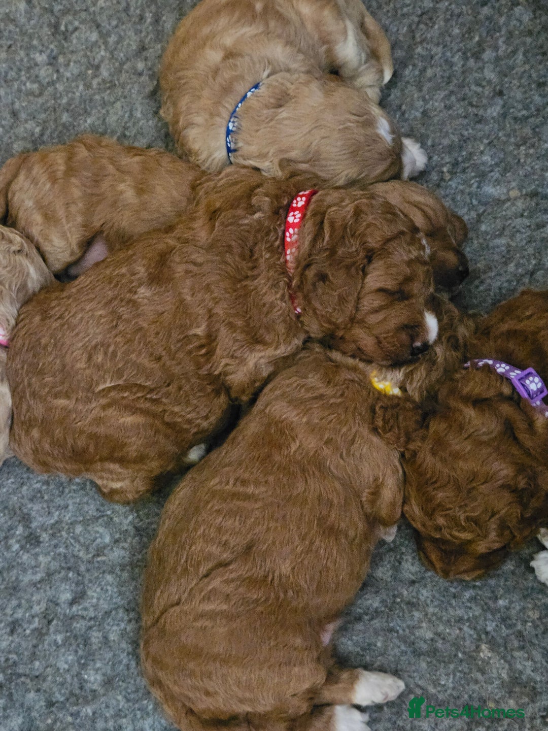 Mini Goldendoodle dogs for sale: Gorgeous family Raised Mini F1b Goldendoodles - Advert 14