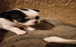 Chihuahua dogs for sale: KC Chihuahua puppies  - Image 18