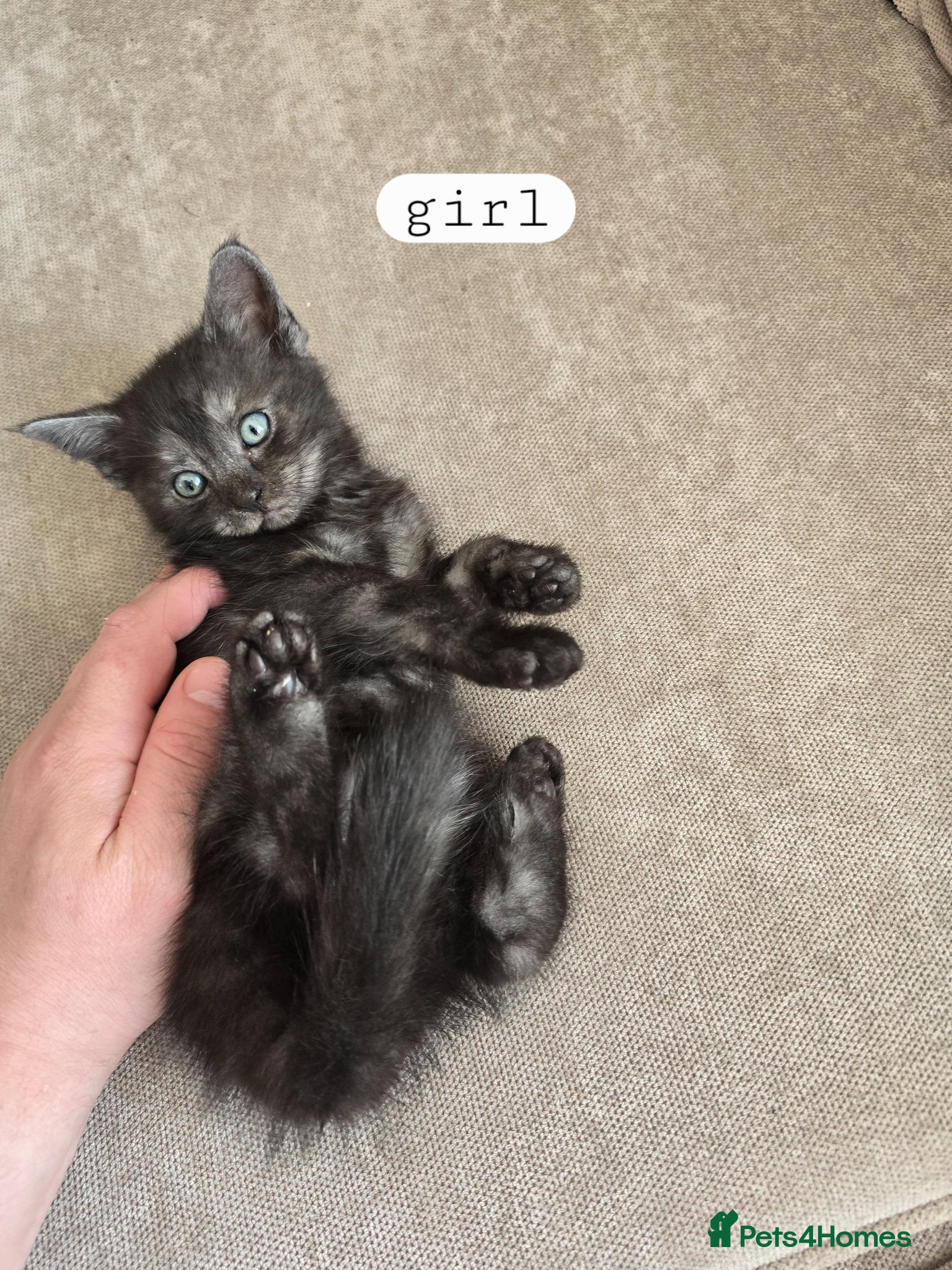 Mixed Breed cats 5 beautiful kittens - Advert 10