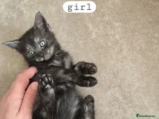 Mixed Breed cats 5 beautiful kittens - Advert 6