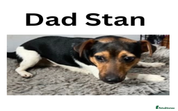 Jack Russell dogs for sale: Stunning Short-legged Jack Russell pups  - Image 7