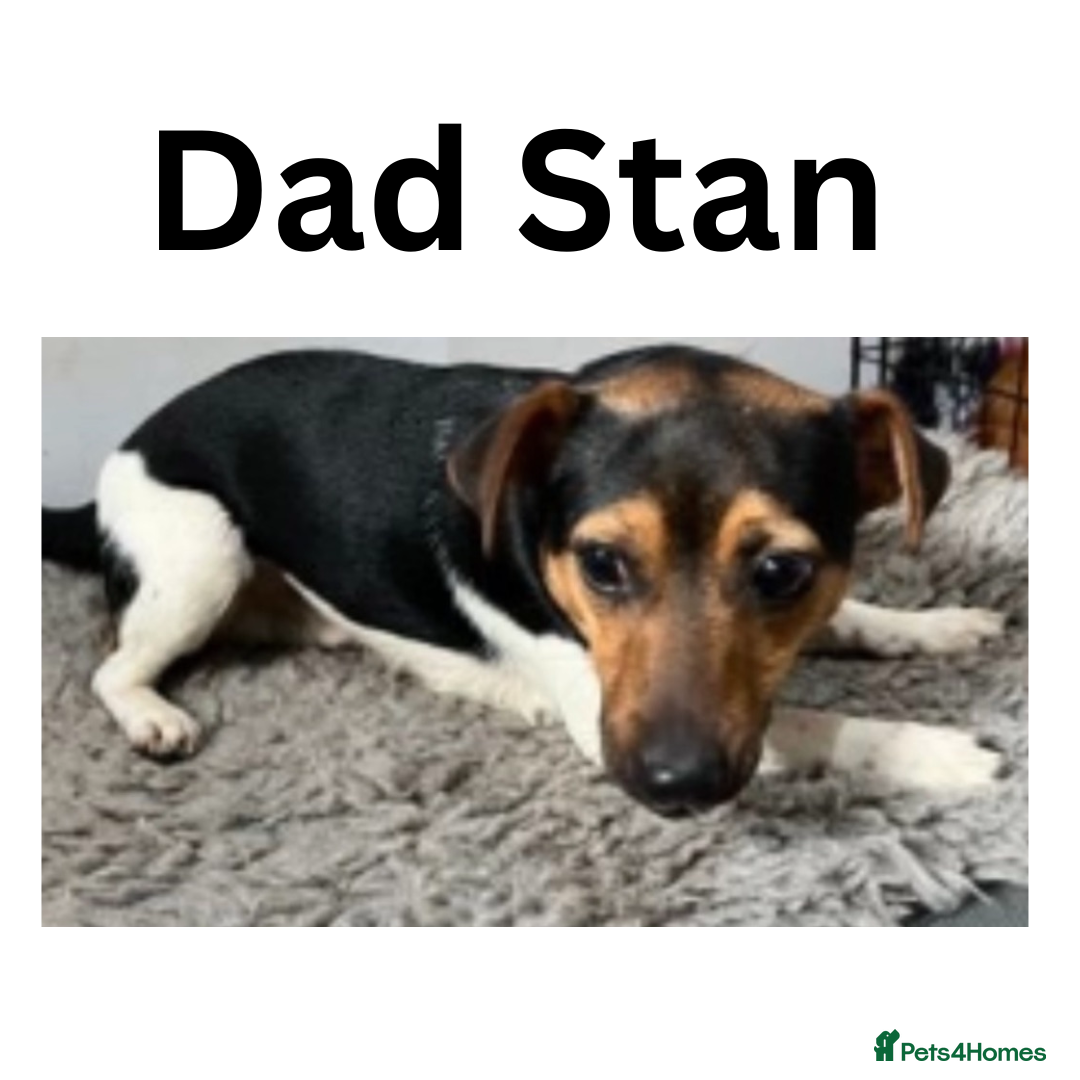 Jack Russell dogs for sale: Stunning Short-legged Jack Russell pups  - Image 7
