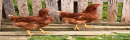 Chickens poultry for sale: Lovely Hyline Point of Lay pullets - Advert 3