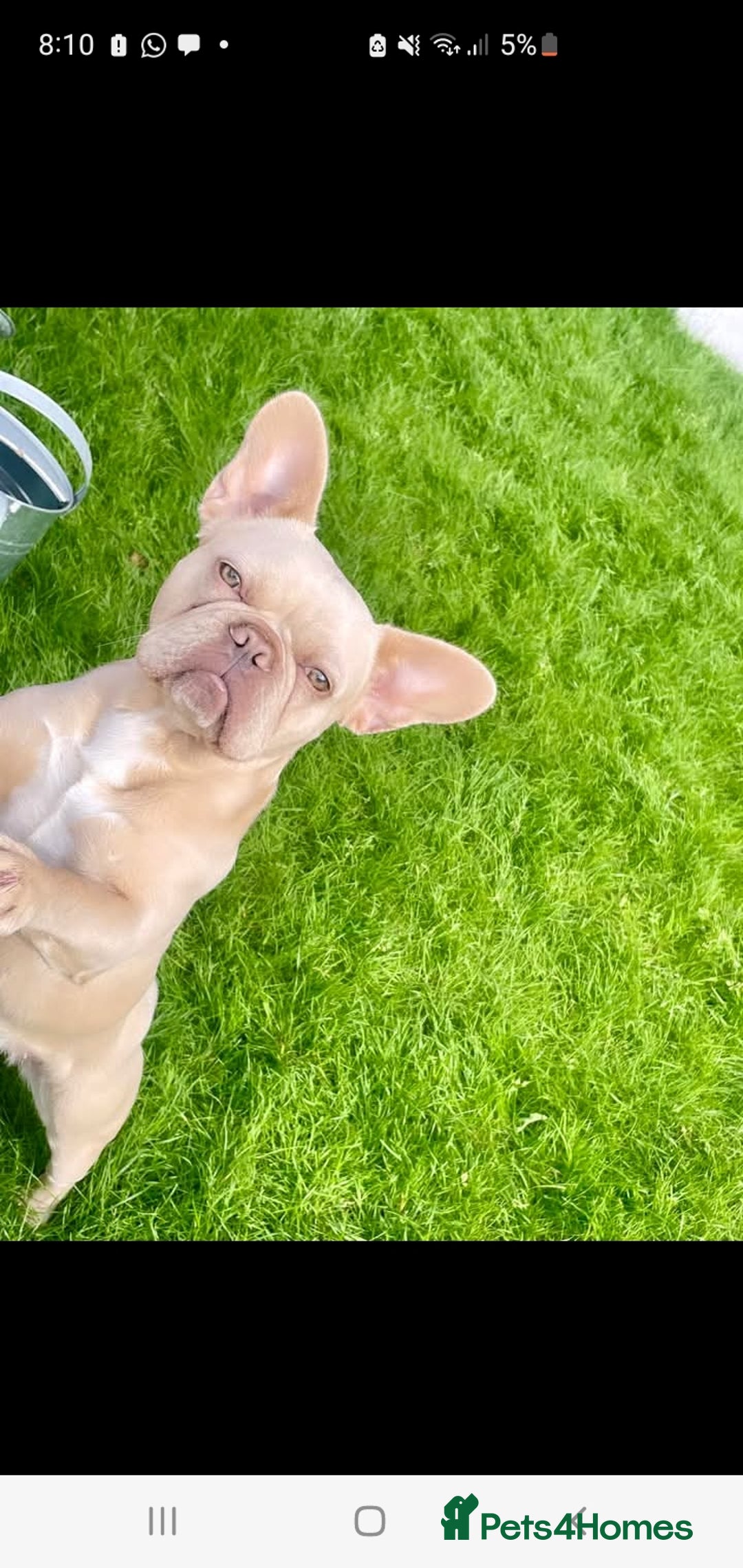 French Bulldog dogs for sale: Frenchie for sale - Advert 2