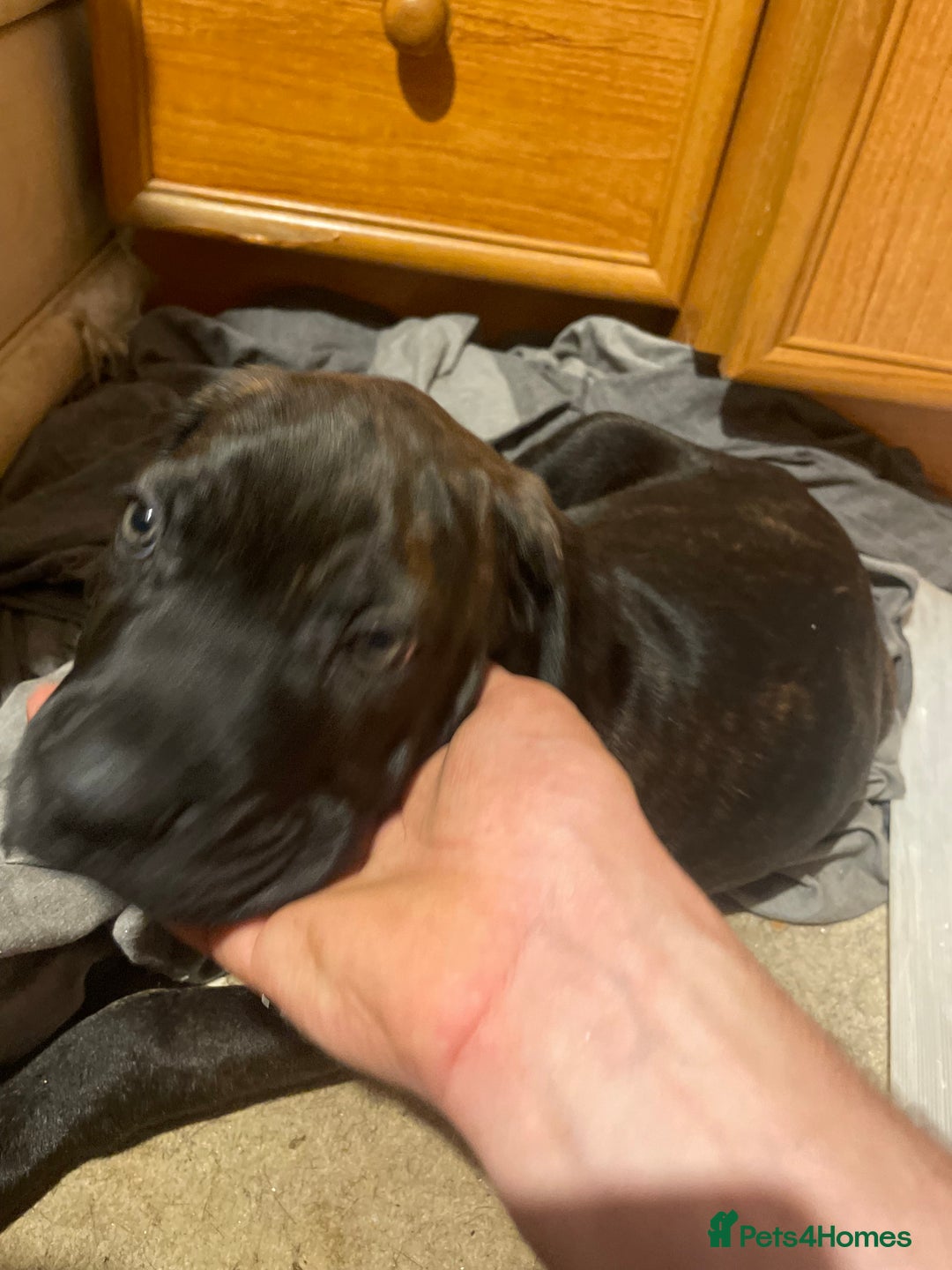 Cane Corso dogs for sale: Cane corso pups  - Image 4